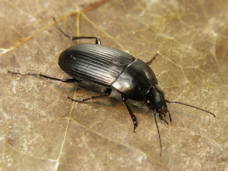 Carabidae: Oodes helopioides